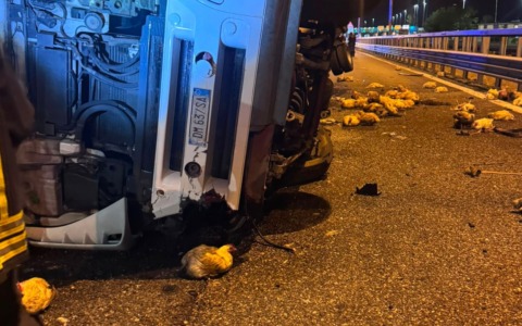 Camion carico di polli si ribalta sulla Tangenziale Ovest ad Assago: traffico in tilt e 10 chilometri di coda