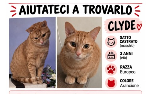 Smarrito Clyde, appello per ritrovare il gatto di tre anni scomparso a Corsico